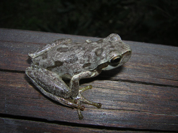 Raganella di colore atipico - Hyla sarda